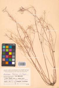 Резушка Таля, Резуховидка Таля (L.) Heynh., Восточная Европа, Центральный район (E4) (Россия)