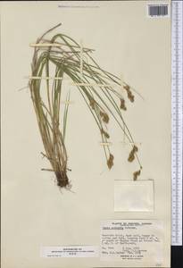 Carex scoparia Schkuhr ex Willd., Америка (AMER) (Канада)