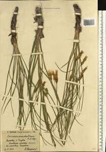 Pseudopodospermum tauricum (M. Bieb.) Vasjukov & Saksonov, Восточная Европа, Нижневолжский район (E9) (Россия)