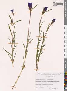 Горечавка трехцветковая Pall., Сибирь, Чукотка и Камчатка (S7) (Россия)