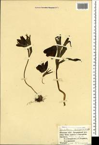 Рябчик широколистный Willd., Кавказ, Абхазия (K4a) (Абхазия)