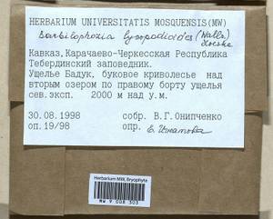 Barbilophozia lycopodioides (Wallr.) Loeske, Гербарий мохообразных, Мхи - Северный Кавказ и Предкавказье (B12) (Россия)