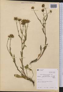 Erigeron glabellus Nutt., Америка (AMER) (Канада)