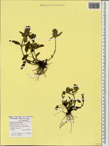 Черноголовка разрезная (L.) L., Кавказ, Ставропольский край, Карачаево-Черкесия, Кабардино-Балкария (K1b) (Россия)