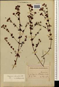 Lotus herbaceus (Vill.) Jauzein, Кавказ, Азербайджан (K6) (Азербайджан)