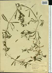 Подмаренник цепкий L., Восточная Европа, Нижневолжский район (E9) (Россия)