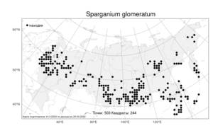 Sparganium glomeratum, Ежеголовник скученный (Laest. ex Beurl.) Beurl., Атлас флоры России (FLORUS) (Россия)