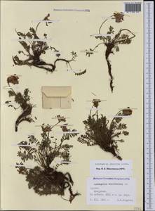 Астрагал неопределенный Ledeb., Кавказ, Грузия (K4) (Грузия)