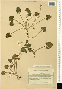 Чистяк калужницелистный Rchb., Кавказ, Абхазия (K4a) (Абхазия)