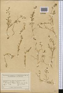 Торичник приморский, Торичник морской (L.) Besser, Средняя Азия и Казахстан, Муюнкумы, Прибалхашье и Бетпак-Дала (M9) (Казахстан)