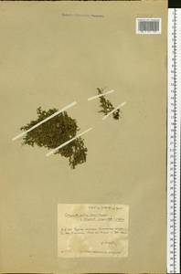 Плаунок наскальный (L.) Spring, Сибирь, Прибайкалье и Забайкалье (S4) (Россия)