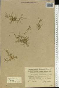 Sporobolus schoenoides (L.) P.M.Peterson, Восточная Европа, Восточный район (E10) (Россия)