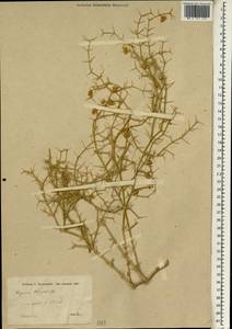 Fagonia olivieri DC., Зарубежная Азия (ASIA) (Турция)