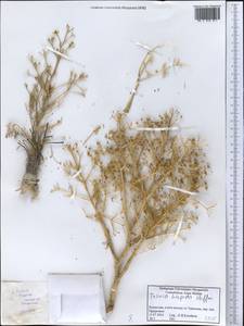 Триния щетинисто-волосистая, Триния щетинистоволосая Hoffm., Средняя Азия и Казахстан, Прикаспийский Устюрт и Северное Приаралье (M8) (Казахстан)