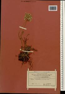 Petrosedum subulatum (C. A. Mey.) Afferni, Кавказ, Грузия (K4) (Грузия)