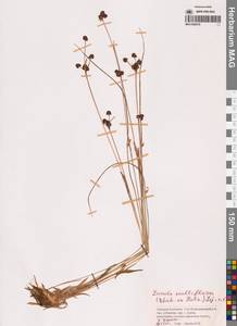 Ожика многоцветковая (Ehrh.) Lej., Сибирь, Чукотка и Камчатка (S7) (Россия)