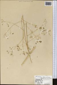 Элеостикта зеравшанская Kljuykov & Pimenov, Средняя Азия и Казахстан, Памир и Памиро-Алай (M2) (Узбекистан)