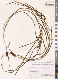 Sparganium × probatovae Tzvelev, Сибирь, Чукотка и Камчатка (S7) (Россия)