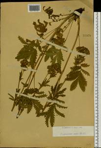 Лапчатка длиннолистная Willd., Сибирь, Западный (Казахстанский) Алтай (S2a) (Казахстан)