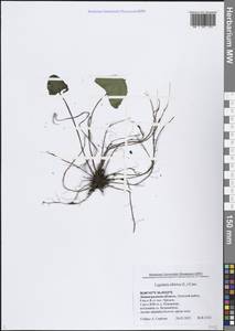 Бузульник сибирский (L.) Cass., Восточная Европа, Северо-Западный район (E2) (Россия)