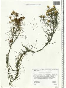 Солонечник льновидный (L.) Rchb. fil., Восточная Европа, Белоруссия (E3a) (Белоруссия)