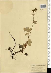 Сабельник болотный L., Монголия (MONG) (Монголия)