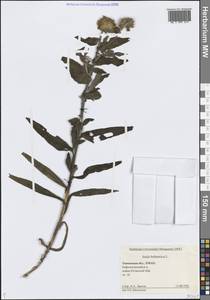 Pentanema britannicum (L.) D.Gut.Larr., Santos-Vicente, Anderb., E.Rico & M.M.Mart.Ort., Сибирь, Западная Сибирь (S1) (Россия)