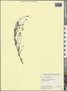 Papaver armeniacum subsp. armeniacum, Кавказ, Армения (K5) (Армения)