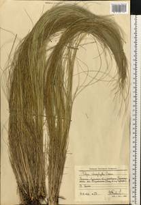 Ковыль узколистный Steven, Восточная Европа, Северо-Украинский район (E11) (Украина)