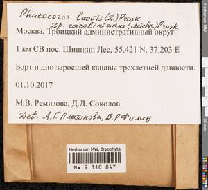 Phaeoceros carolinianus (Michx.) Prosk., Гербарий мохообразных, Мхи - Москва и Московская область (B6a) (Россия)