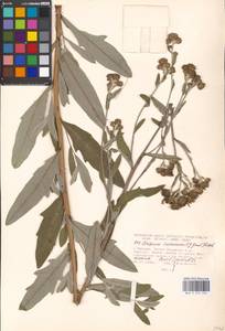 Cirsium arvense var. vestitum Wimm. & Grab., Восточная Европа, Московская область и Москва (E4a) (Россия)