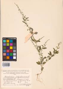 Lipandra polysperma (L.) S. Fuentes, Uotila & Borsch, Восточная Европа, Северный район (E1) (Россия)