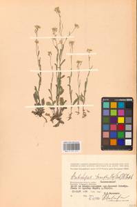 Резуховидка стрелолистная (M.Bieb.) Al-Shehbaz, O'Kane & R.A.Price, Восточная Европа, Нижневолжский район (E9) (Россия)