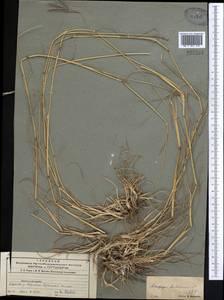 Бородач обыкновенный (L.) Keng, Средняя Азия и Казахстан, Северный и Центральный Тянь-Шань (M4) (Казахстан)