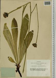 Trommsdorffia maculata (L.) Bernh., Сибирь, Западная Сибирь (S1) (Россия)