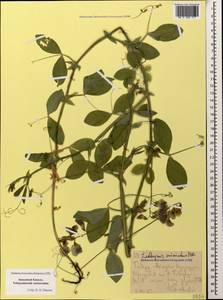 Чина киноварная M.Bieb. ex Steven, Кавказ, Ставропольский край, Карачаево-Черкесия, Кабардино-Балкария (K1b) (Россия)