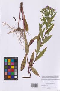 Symphyotrichum ×salignum (Willd.) G. L. Nesom, Восточная Европа, Московская область и Москва (E4a) (Россия)
