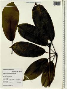 Heptapleurum subintegrum (Craib) G. M. Plunkett & Lowry, Зарубежная Азия (ASIA) (Таиланд)