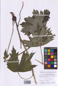 Борец северный Koelle, Восточная Европа, Московская область и Москва (E4a) (Россия)