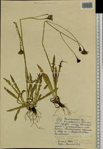 Scorzoneroides autumnalis subsp. autumnalis, Сибирь, Чукотка и Камчатка (S7) (Россия)