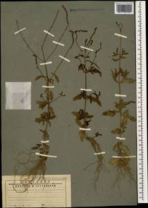 Вербена лекарственная L., Кавказ, Азербайджан (K6) (Азербайджан)