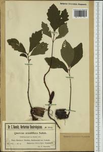 Дуб скальный (Matt.) Liebl., Западная Европа (EUR) (Польша)