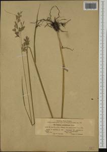 Lolium arundinaceum (Schreb.) Darbysh., Западная Европа (EUR) (Финляндия)