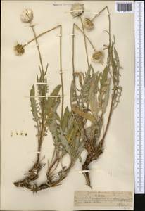 Jurinea almaatensis Iljin, Средняя Азия и Казахстан, Северный и Центральный Тянь-Шань (M4) (Казахстан)