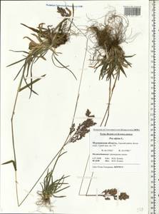 Мятлик альпийский L., Восточная Европа, Северный район (E1) (Россия)