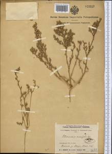 Петросимония супротивнолистная (Pall.) Litv., Средняя Азия и Казахстан, Северный и Центральный Казахстан (M10) (Казахстан)