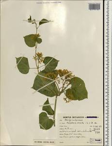 Cionura erecta (L.) Griseb., Зарубежная Азия (ASIA) (Иран)