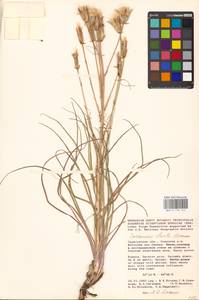 Pseudopodospermum tauricum (M. Bieb.) Vasjukov & Saksonov, Восточная Европа, Нижневолжский район (E9) (Россия)