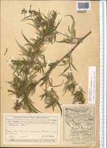 Конопля посевная L., Средняя Азия и Казахстан, Муюнкумы, Прибалхашье и Бетпак-Дала (M9) (Казахстан)