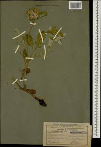 Псефеллюс закавказский Sosn., Кавказ, Армения (K5) (Армения)